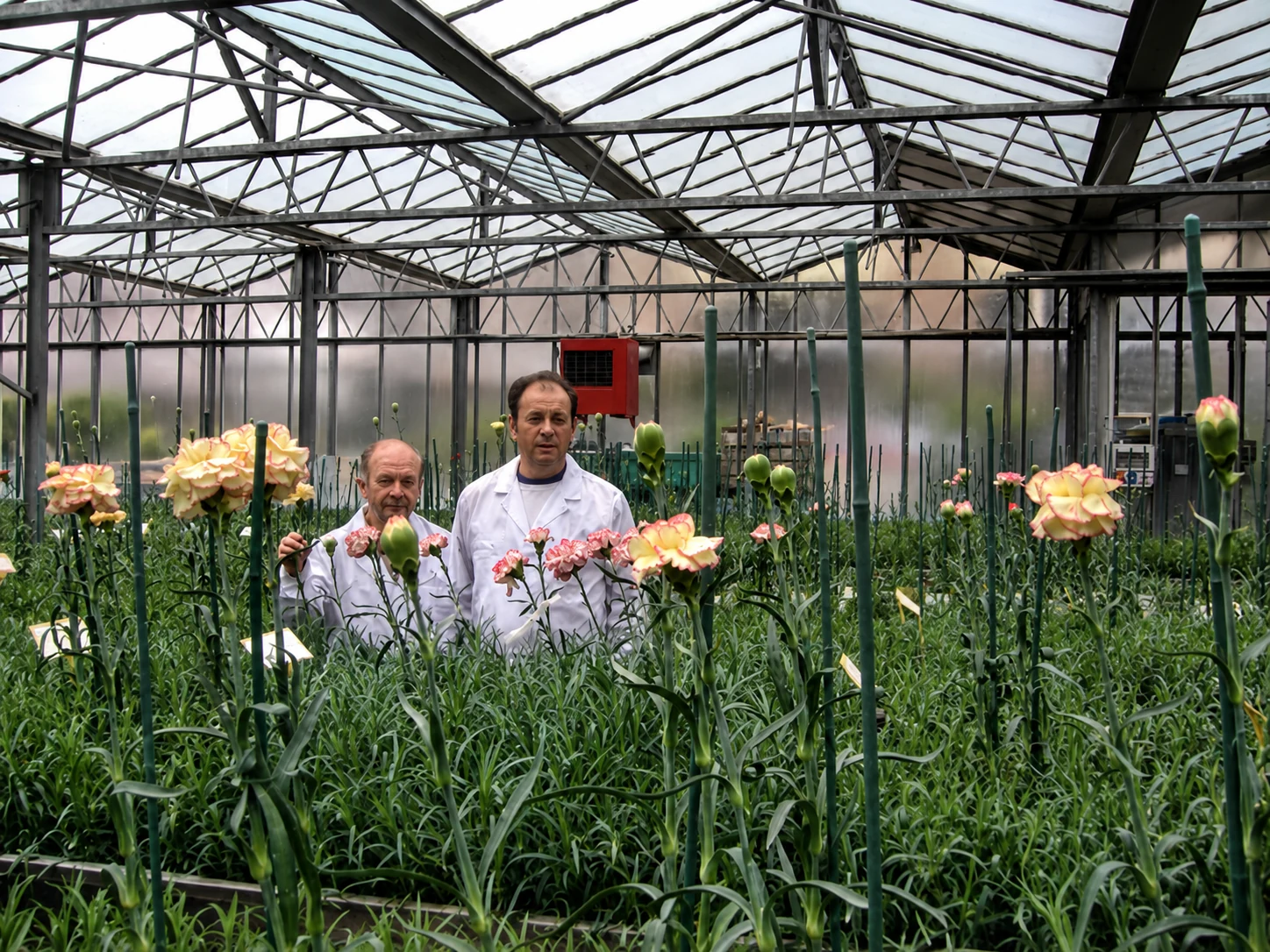Hybrid selection and varietal research in Di Giorgio greenhouses